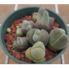Gibbaeum dispar - Seed